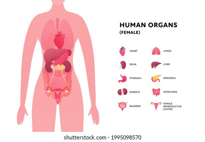 Human body with internal organ anatomy. Vector flat healthcare illustration. Female closeup isolated on white background. Organs icon with text. Design for health care, science, biology
