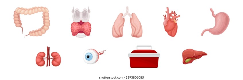 Internes Organ des menschlichen Körpers als Anatomie-Vektorset