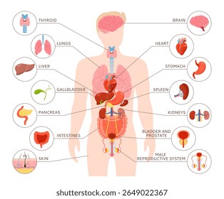 Human body internal organ with description illustration. Male anatomy digestive, reproductive system. Anatomy simple child structure. Cartoon medical scheme educational physiology poster vector