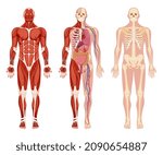 Human body internal organs anatomy set vector flat illustration. Collection muscular, circulatory nervous and skeletal systems isolated on white. Anatomical and physiology organism functions