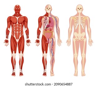 Human Body Internal Organs Anatomy Set Vector Flat Illustration. Collection Muscular, Circulatory Nervous And Skeletal Systems Isolated On White. Anatomical And Physiology Organism Functions