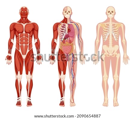Human body internal organs anatomy set vector flat illustration. Collection muscular, circulatory nervous and skeletal systems isolated on white. Anatomical and physiology organism functions
