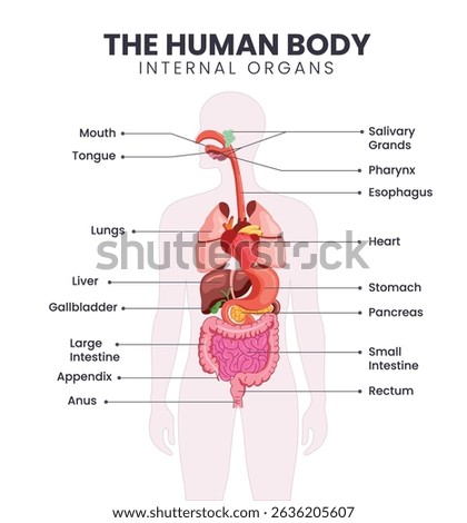 Human body internal organs chart clipart. Human internal organs of digestive system drawing infographic clip art for science visual aid diagram design vector illustration. 

