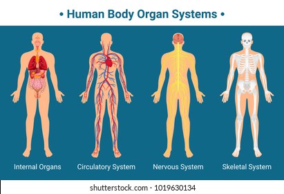 Human body internal organs circulatory nervous and skeletal systems anatomy and physiology flat educative poster vector illustration