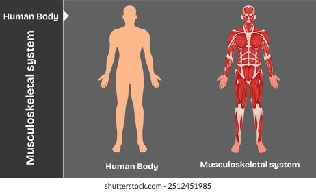 Cuerpo humano órganos internos sistemas circulatorios nervioso y esquelético anatomía y fisiología Ilustración vectorial educativa plana