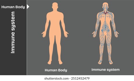 Innere Organe des menschlichen Körpers zirkulatorische Nerven- und Skelettsysteme Anatomie und Physiologie flache erziehende Vektorgrafik