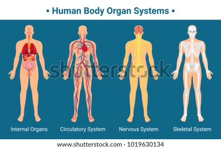 Human body internal organs circulatory nervous and skeletal systems anatomy and physiology flat educative poster vector illustration