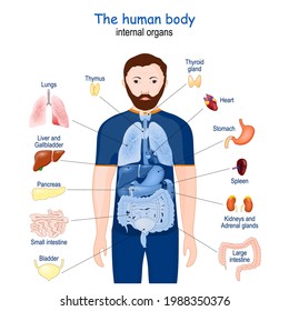 Human Body Internal Organs Diagram Poster Stock Vector (Royalty Free ...