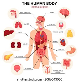 Human body internal organs diagram flat infographic poster with icons image names location and definitions vector illustration. Heart and brain, liver and kidneys. Thymus gland and reproductive system
