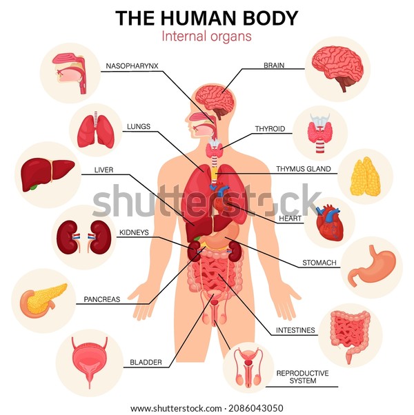 Human body internal organs diagram flat\
infographic poster with icons image names location and definitions\
vector illustration. Heart and brain, liver and kidneys. Thymus\
gland and reproductive\
system