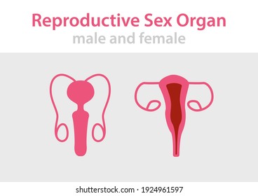 Human body internal organs, Educational anatomy, female and male reproductive sex organ, Human organs illustration.