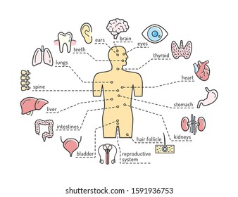 Human Body Internal Organs Icons. Brain, Heart And Lungs, Thyroid, Stomach And Intestines, Liver And Kidneys, Male Reproductive System, Spine And Skin. Medical Anatomy Vector Infographics Poster