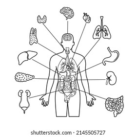 Human Body And Internal Organs Illustration Line Art On White Background