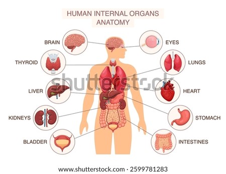 Human body internal organs. Infographic poster with liver and kidneys, brain and eye, lungs and heart. Anatomy system diagram with names isolated. Vector illustration
