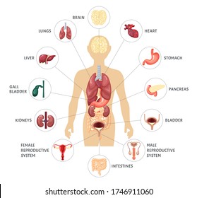 Human body internal organs infographics. Anatomical location internal organs brain kidney bladder female male reproductive system pancreas liver stomach lungs heart intestines. Vector illustration.