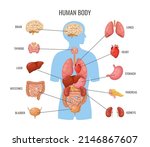 Human body internal organs. Inner organ flat poster, biology medicine banner template. Science anatomy, medical education card. Heart, brain, lungs neoteric vector