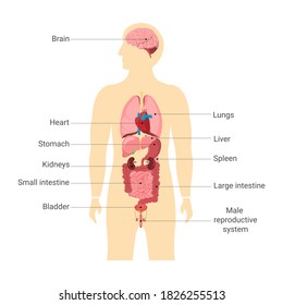 Human body internal organs with main parts labeled. Anatomy of body. heart, brain, liver, lungs, spleen, Stomach, kidney and intestine . Concept for the study of anatomy and basic biology. Vector 