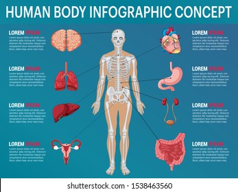 Human body internal organs, Medical human anatomy Infographic concept isolated on Blue background, vector illustration
