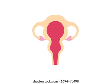 Organe des menschlichen Körpers auf weißem Hintergrund, Anatomie der Erziehung, weibliches Geschlechtsorgan, Veranschaulichung der menschlichen Organe