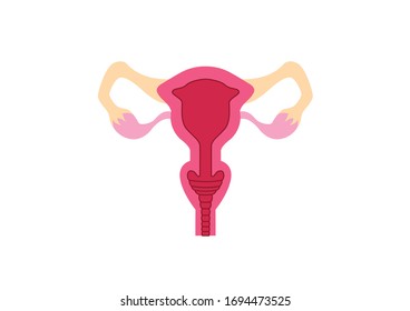 Human body internal organs on white background, Educational anatomy, female reproductive sex organ, Human organs illustration