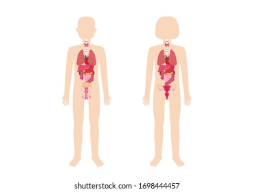 Órganos internos del cuerpo humano sobre fondo blanco, Anatomía educativa, Corazón, hígado, intestino, vejiga, pulmón, páncreas, riñón, icono del estómago, ilustración de órganos humanos