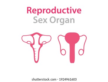 Órganos internos del cuerpo humano sobre fondo blanco, Anatomía educativa, órgano sexual reproductivo femenino y masculino, ilustración de órganos humanos.