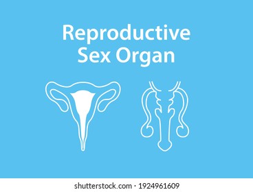 Órganos internos del cuerpo humano sobre fondo azul, Anatomía educativa, órgano sexual reproductivo femenino y masculino, ilustración de órganos humanos.