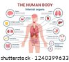 body organs illustration