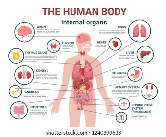 Human body internal organs and parts info poster vector. Heart and brain, liver and kidneys. Thymus gland and reproductive system of male and female - Shutterstock ID 1240399633