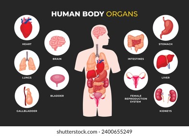 Interne Organe des menschlichen Körpers und Teile Infografische Poster, Magenschmerzen, Lungen, Nieren, Herz, Gehirn, Leber, Blase, Gallenblase, Darm, Nieren, weibliches Fortpflanzungssystem. Anatomie