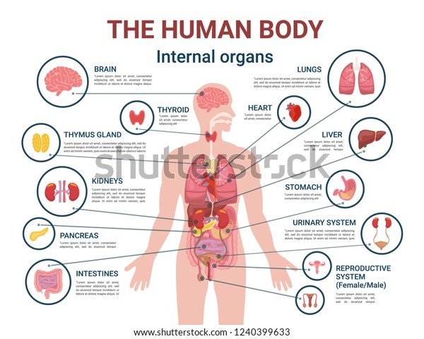 Human Body Internal Organs Parts Info Stock Vector Royalty Free
