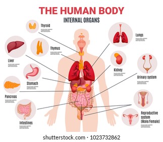 Human body internal organs schema flat infographic poster with icons images names location and definitions vector illustration 