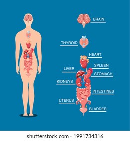 human body internal organs schema