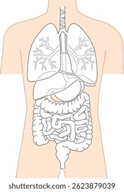 Human body internal organs simple illustration