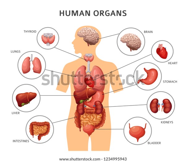 Human body\
internal organs. Stomach and lungs, kidneys and heart, brain and\
liver. Medical anatomy vector\
infographics
