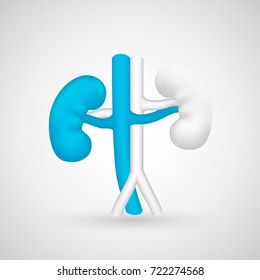 Human body kidney on the white background. Vector illustration