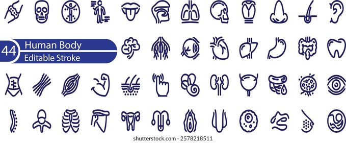 Human Body Line Editable Icons set. Vector illustration in modern thin line style of human anatomy icons , organs, body parts, skeleton parts, Pictograms and infographics for mobile