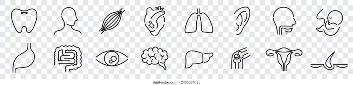 Human Body Line Editable stroke Icons set. Human internal organ. Medical Specialties. Icon collection vector. 