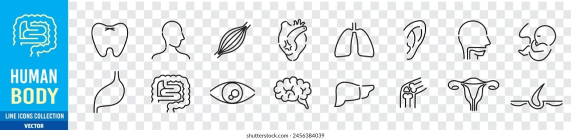 Conjunto de iconos editables de la línea del cuerpo humano. Órgano interno humano. Especialidades médicas. Vector de colección de iconos. 