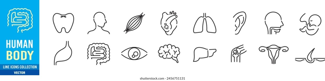 Human Body Line Editable stroke Icons set. Human internal organ. Medical Specialties. Icon collection vector. 