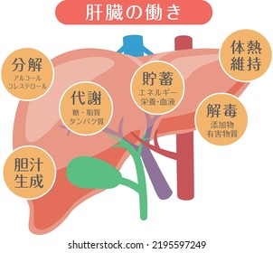 human body
Liver function illustration

In Japanese, it is described as "liver function", "decomposition", "metabolism", "storage", "detoxification", "body heat maintenance", and "bile production".