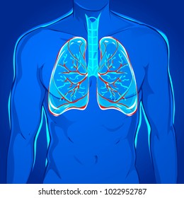 Human body lungs