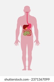 Cuerpo humano (silueta masculina). Imagen plana esquemática del sistema digestivo (boca, esófago, estómago, intestinos grandes y pequeños, hígado, vesícula biliar). Parte de un afiche médico. Ilustración vectorial.