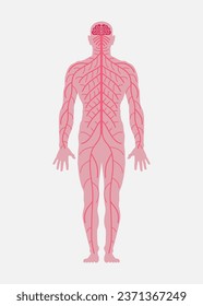 Human body (male silhouette). Schematic flat image of the central (brain, spinal cord) and peripheral nervous system (motor-sensory, somatic-autonomic). Part of a medical poster. Vector illustration. svg