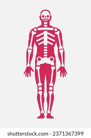 Human body (male silhouette). Schematic flat illustration of skeleton (bones, skull, jaw, pelvis, spine, ribs, clavicle, femur, tibia, forearm, humerus). Part of a medical poster. Vector illustration.