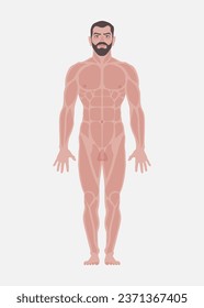Human body (man). Schematic flat representation of the human body. Part of a medical poster. Vector illustration.
