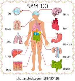 Human body medical infographics with person silhouette and organs vector illustration