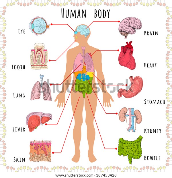 Human Body Medical Infographics Person Silhouette Stock Vector (Royalty ...