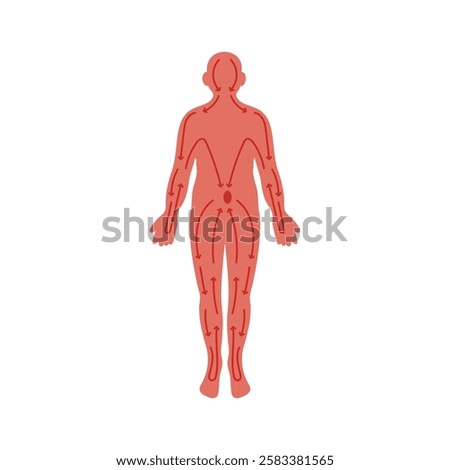 Human Body, Meridians flat vector illustration isolated