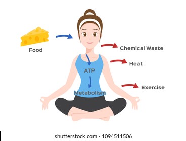 Human Body Metabolism Infographic / Vector